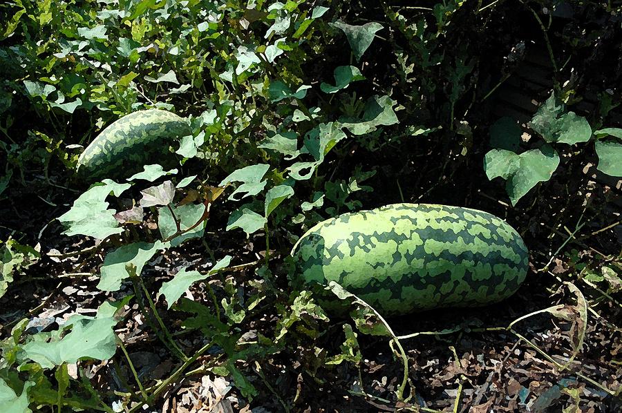 Watermelons Photograph by Michael Thomas