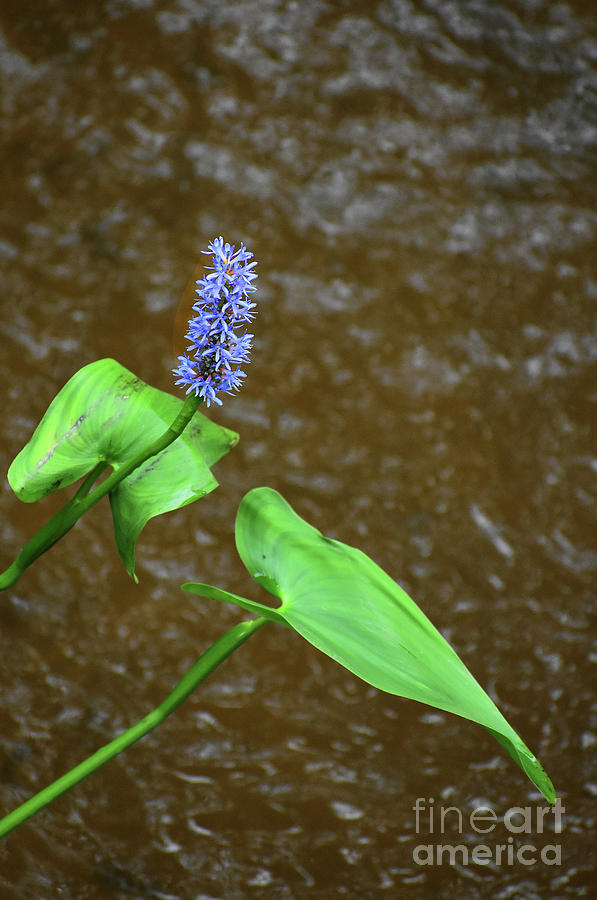 Flower Photograph - Waters Edge by Skip Willits