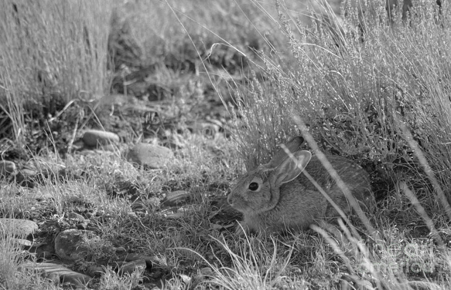 Black And White Photograph - Watership Down by Janeen Wassink Searles