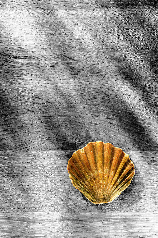 Shell Photograph - Waterside Memory by Hazy Apple