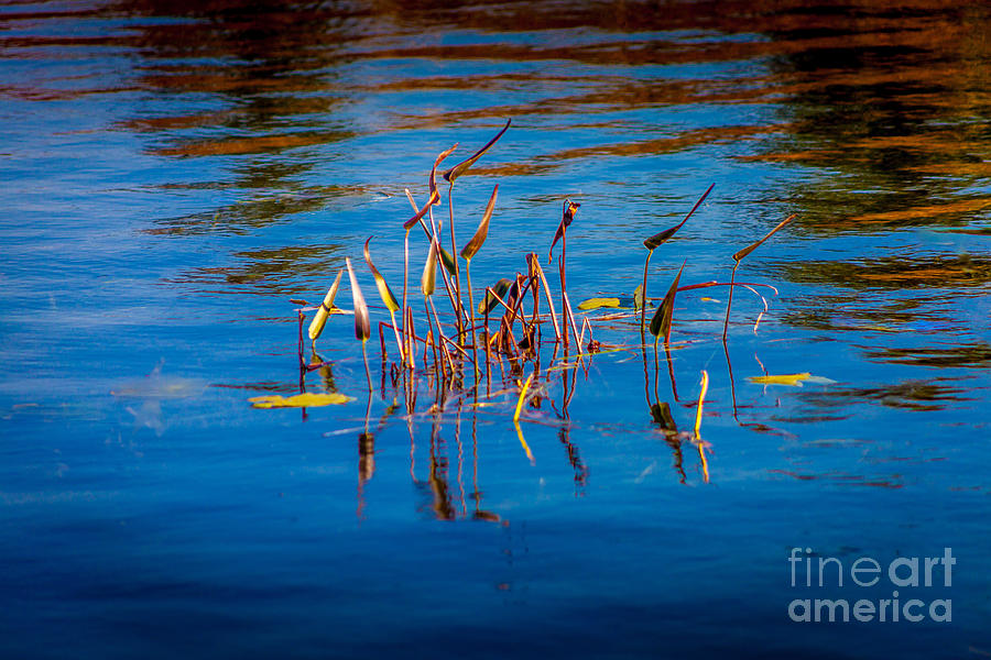 Waterweeds Photograph by Roger Monahan