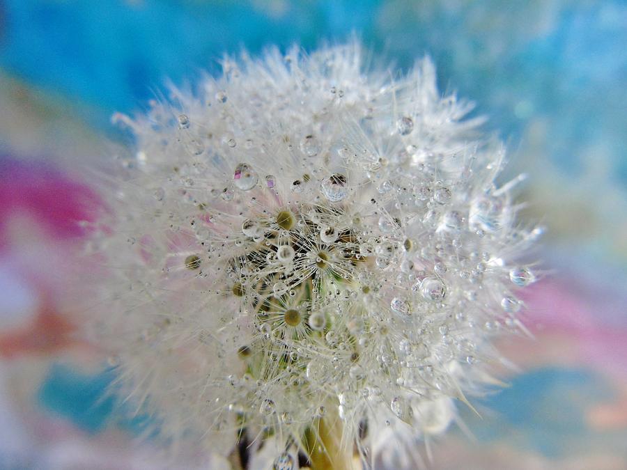 Watery Dandelion Photograph by Barbara St Jean