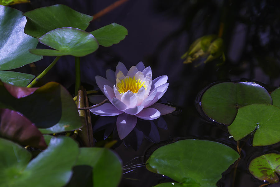 Lily Photograph - Water lilly Secrets by Garry Gay