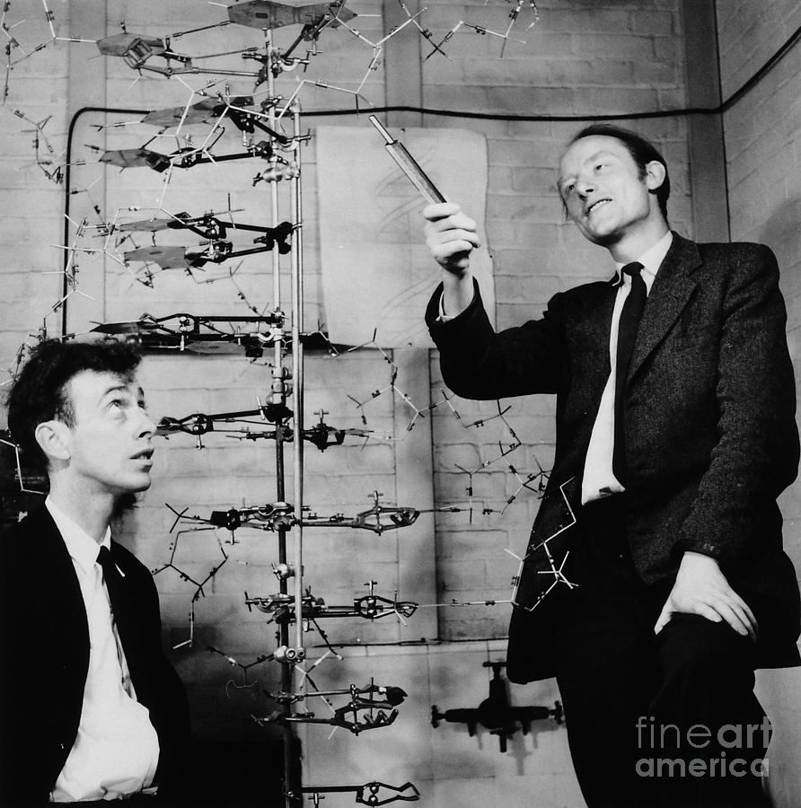 Watson and Crick Photograph by A Barrington Brown and Photo Researchers