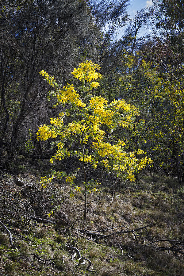 Wattle Tree - Canberra - Australia Photograph by Steven Ralser