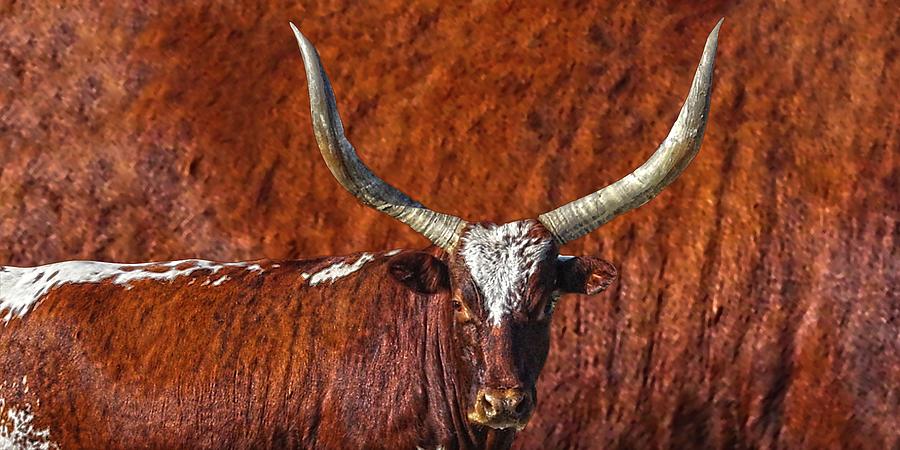 Watusi Blues in Rustic Red Photograph by Amanda Smith