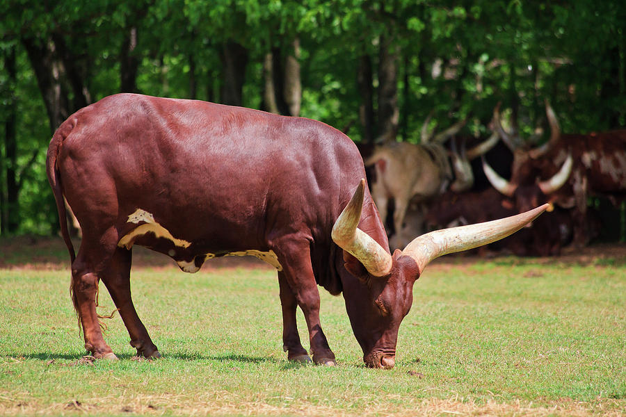 Watusi Cattle Photograph by Jill Lang