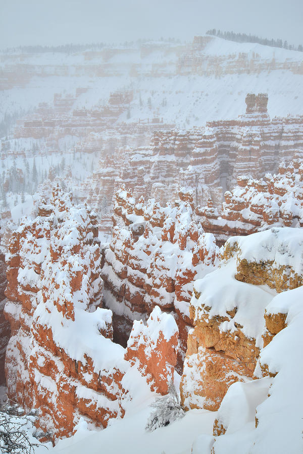 Wave of Hoodoos Photograph by Ray Mathis