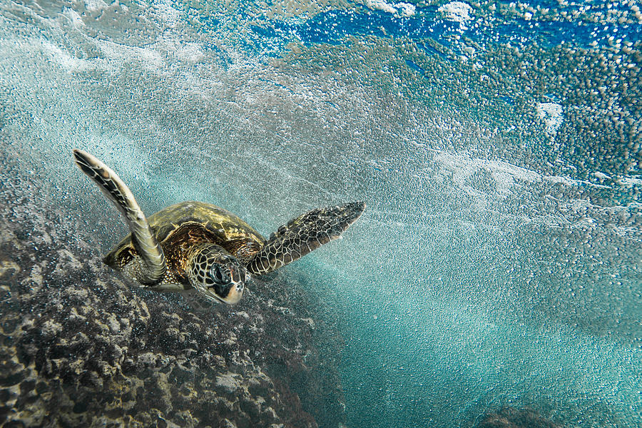 Wave Rider Turtle Photograph by Leonardo Dale
