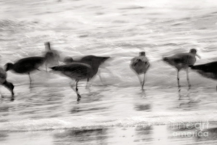 Plundering Plover Series in Black and White 3 Photograph by Angela Rath