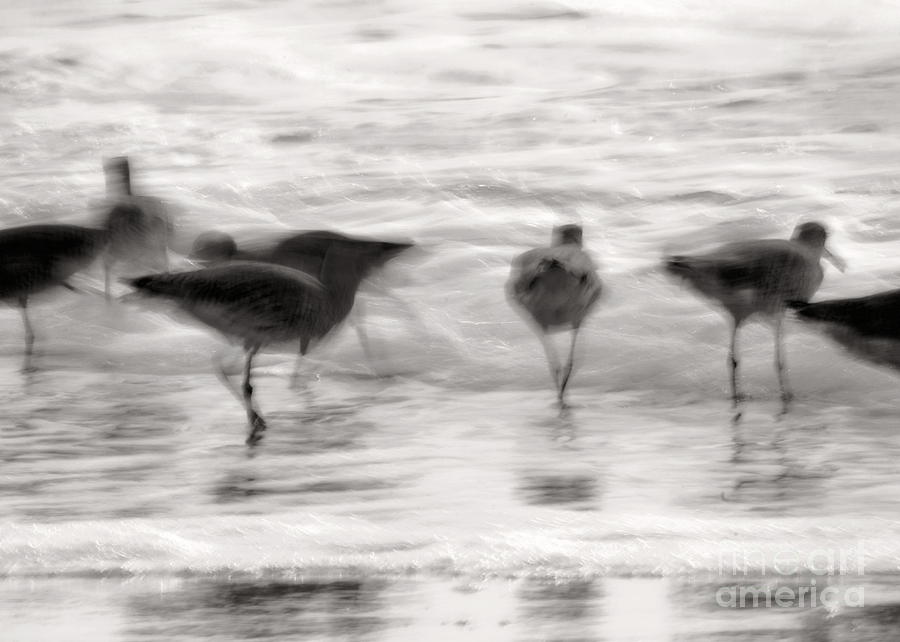 Plundering Plover Series in Black and White 4 #1 Photograph by Angela Rath
