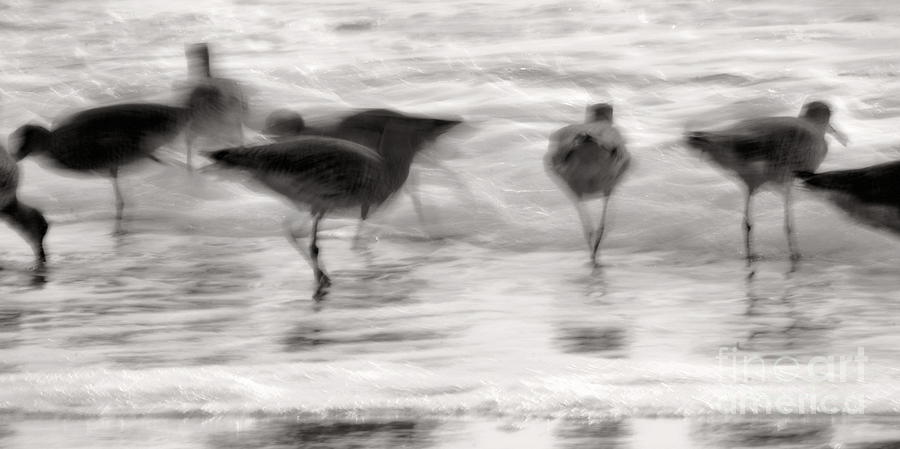 Plundering Plover Series in Black and White 5 Photograph by Angela Rath