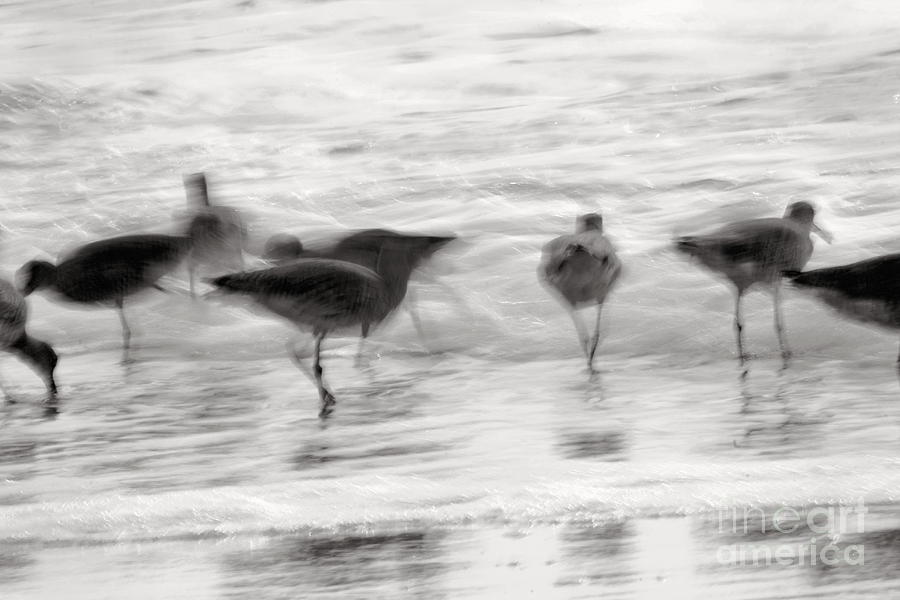 Bird Photograph - Plundering Plover Series in Black and White 2 by Angela Rath