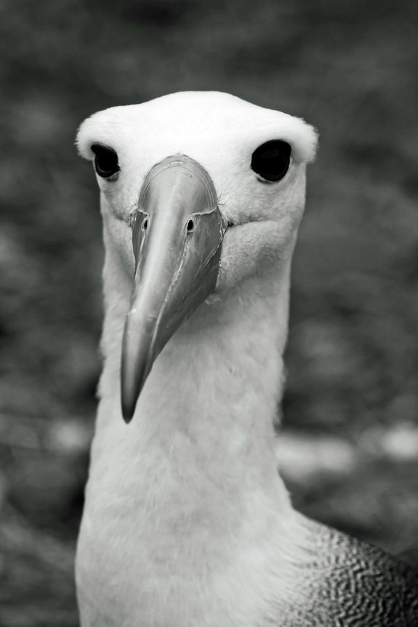 Black And White Photograph - Waved Albatross by Sally Weigand