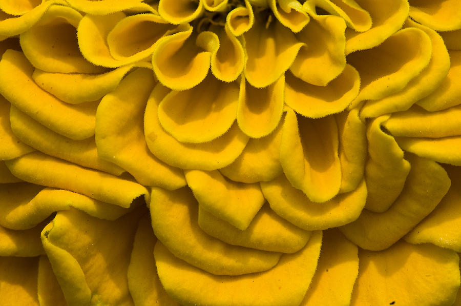 Waves and Curls in Yellow Photograph by Brian Green
