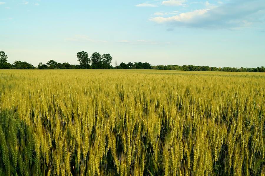 Waves Of Grain Photograph by Jason Lowe - Fine Art America