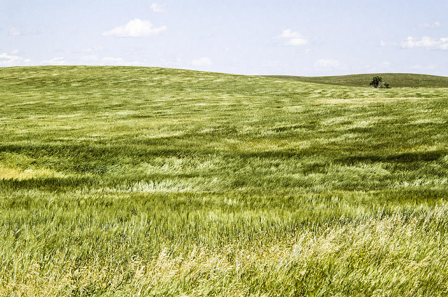 Waves of Grass Photograph by David M Porter - Fine Art America