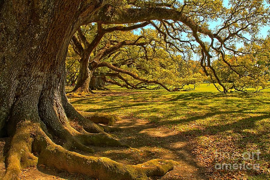 Waves Of Historic Oak Branches Photograph by Adam Jewell