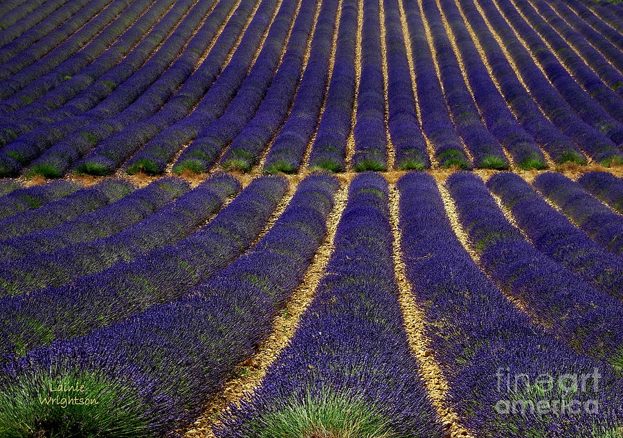 Waves of Lavender Photograph by Lainie Wrightson