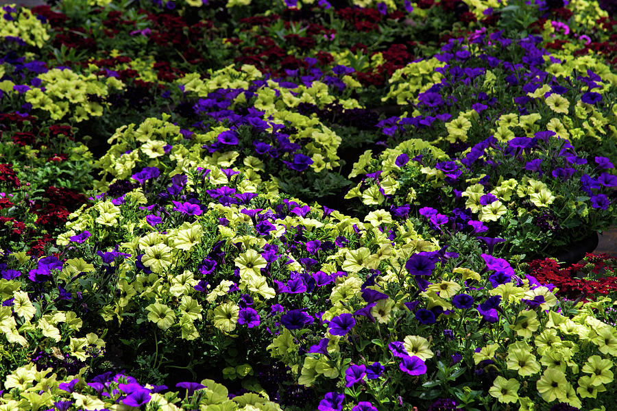 Waves of Petunias Photograph by Alana Thrower