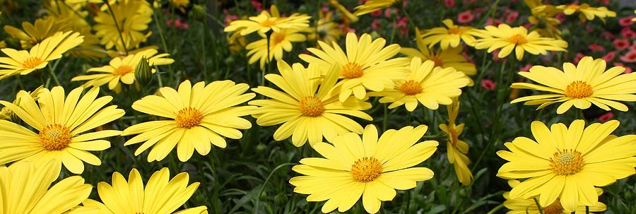 Daisy Photograph - Waves of Yellow Daisies by Bruce Bley