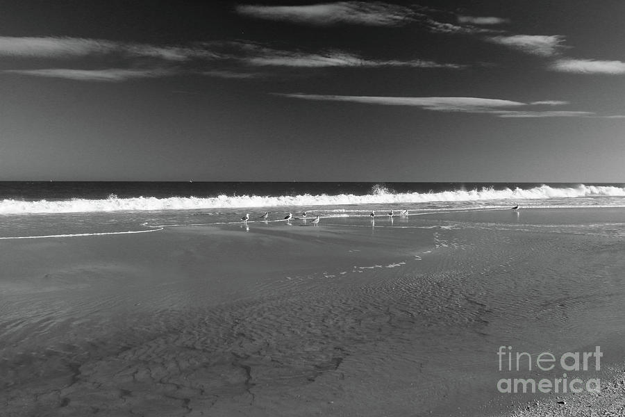 Waves, Sand And Gulls Bw Photograph
