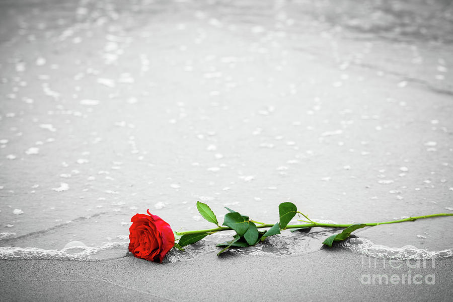 Waves washing away a red rose from the beach. Color against black and white. Love Photograph by Michal Bednarek