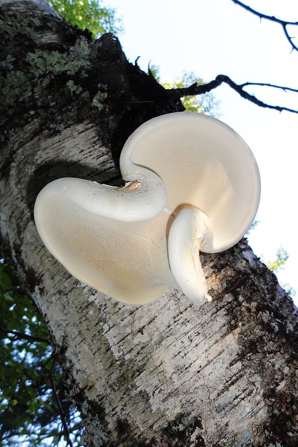 Tree Photograph - Wavi Fungi by Sue Duda