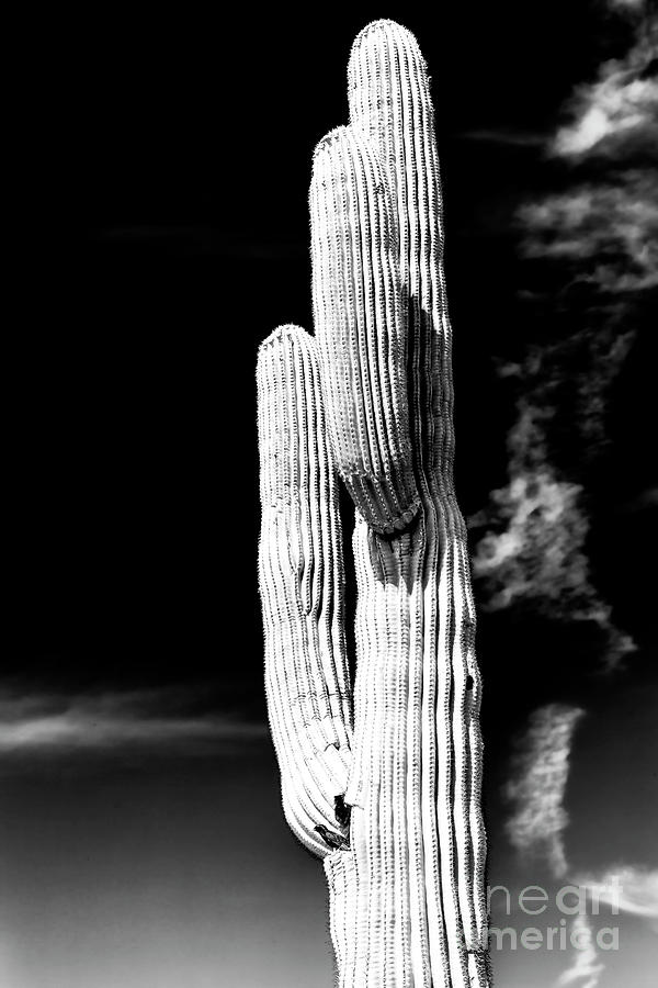Waving Cactus in the Desert Photograph by John Rizzuto