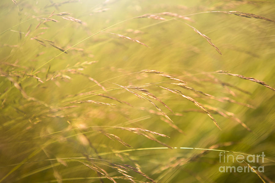 Nature Photograph - Waving Grass by Diane Diederich