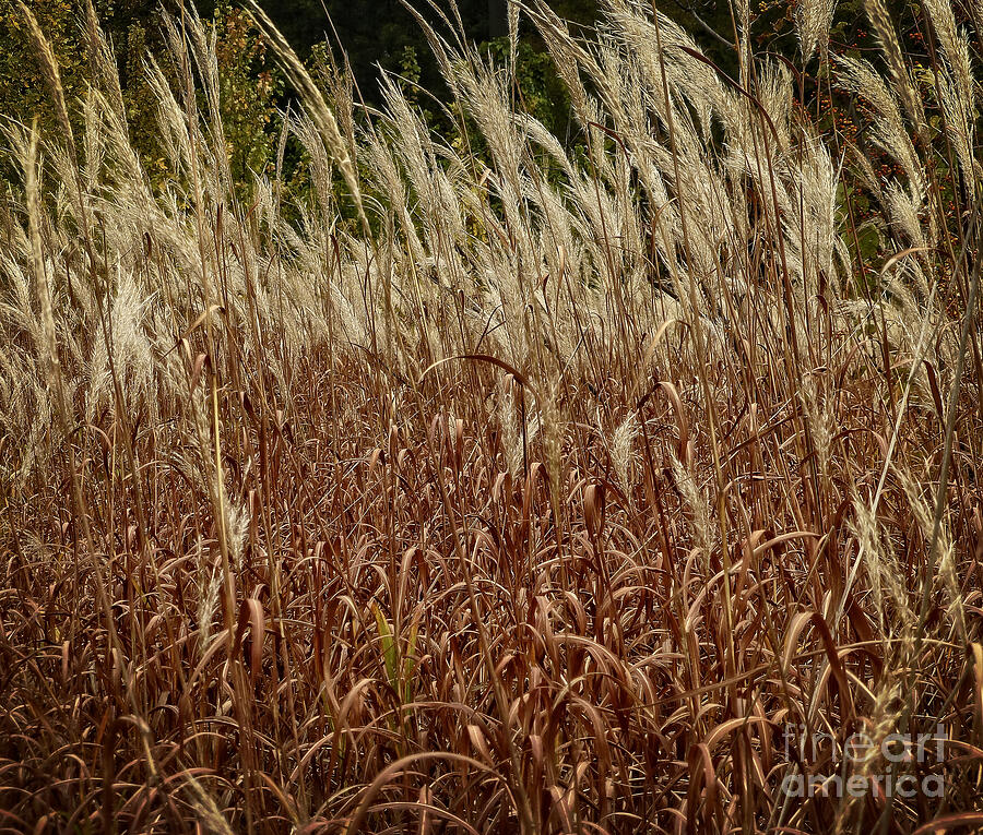 Grasses Waving in the Wind Photograph by Dee Flouton