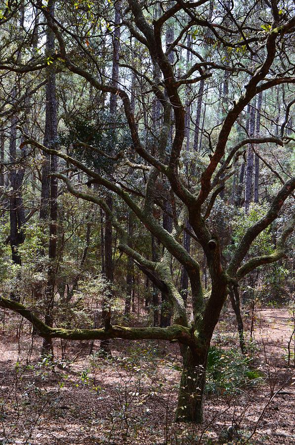 Waving Oak Photograph by Warren Thompson