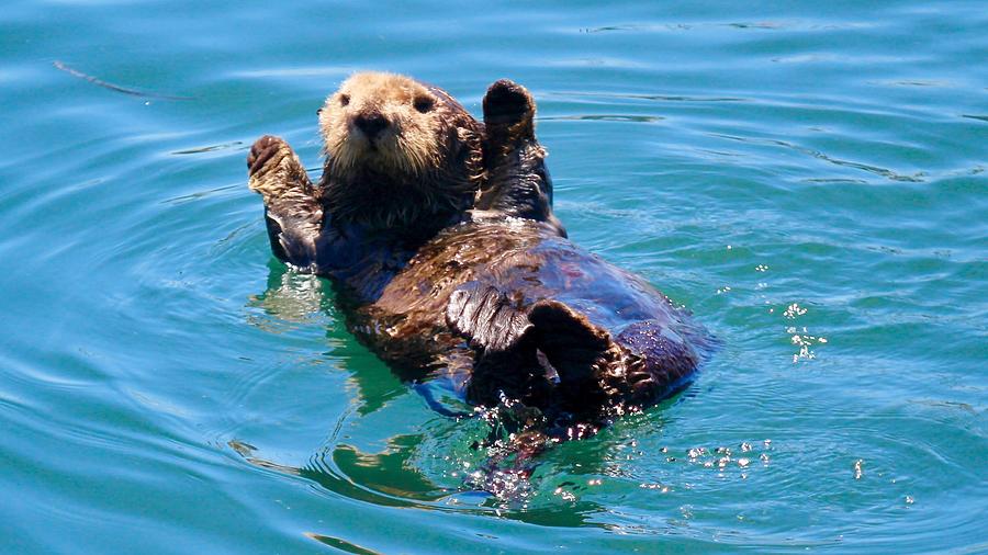 Nature Photograph - Waving Otter by Erin Finnegan