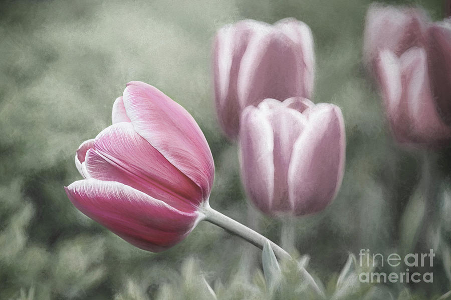 Waving Pink Tulip Desaturated Digital Art by Sharon McConnell