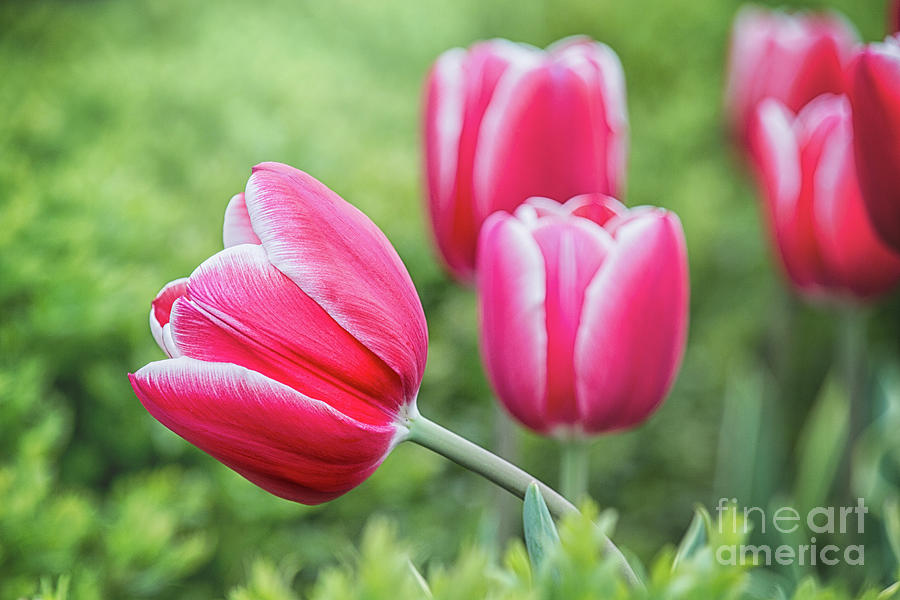 Spring Photograph - Waving Pink Tulip by Sharon McConnell