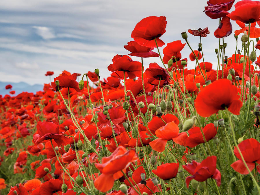 Waving Red Poppies Photograph by Jean Noren