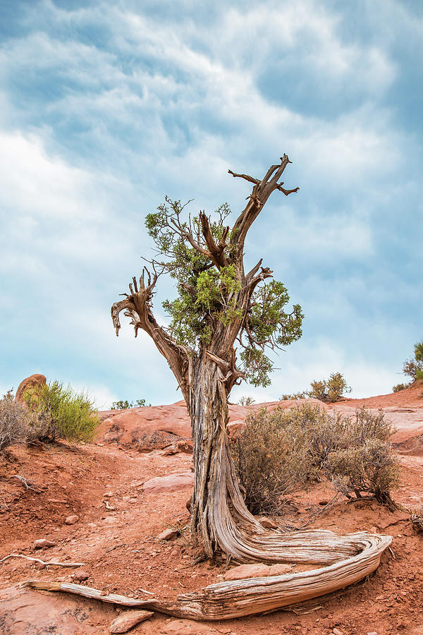 National Parks Photograph - Waving Tree by Lisa Lemmons-Powers
