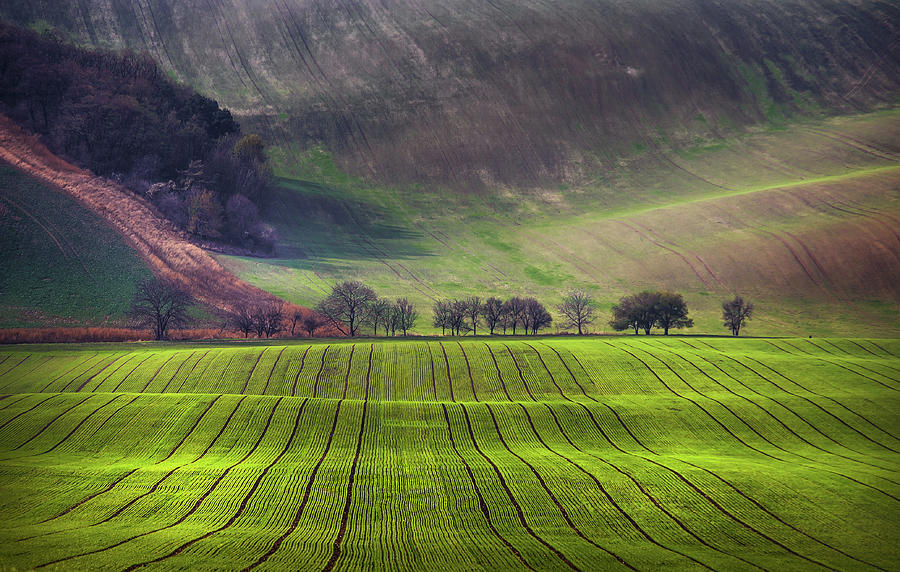 Wavy Hills  Photograph by Jenny Rainbow