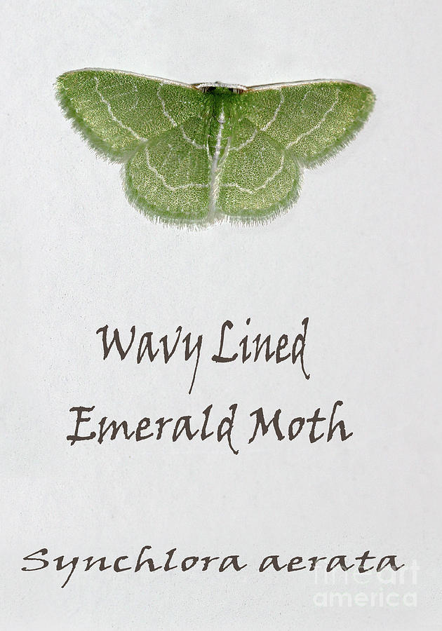 Wavy Lined Emerald Moth Named Photograph by Karen Adams