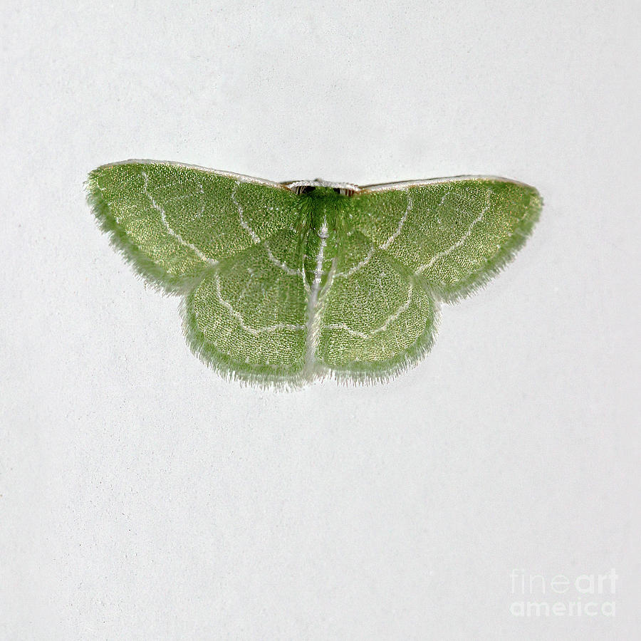 Wavy Lined Emerald Moth Square Photograph by Karen Adams