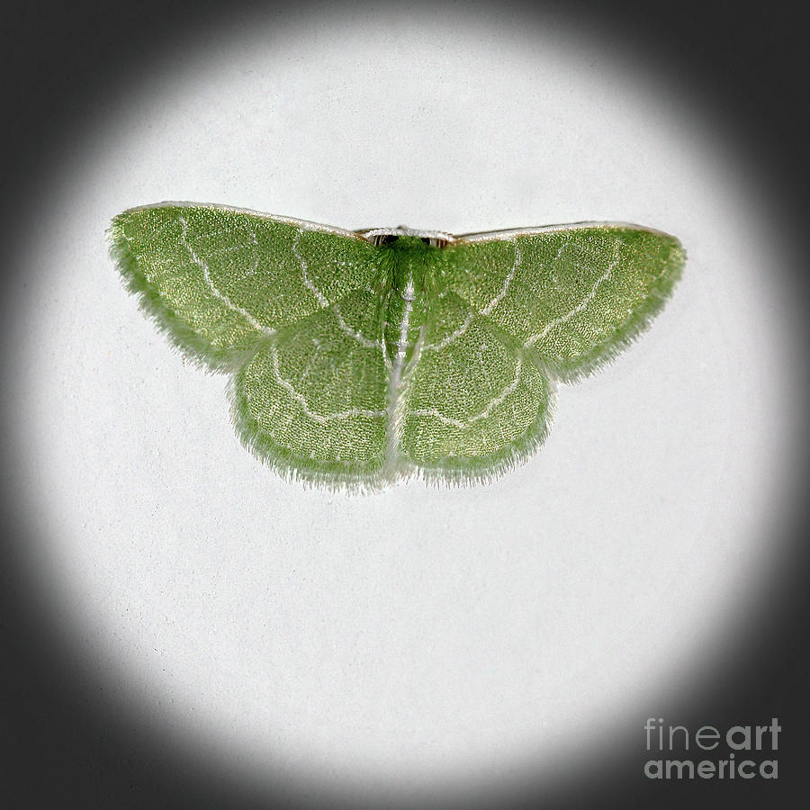 Wavy Lined Emerald Moth Square Vignette Photograph by Karen Adams