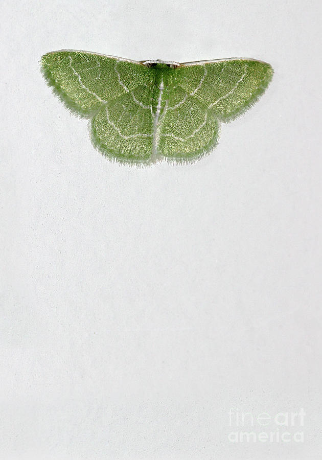Wavy Lined Emerald Moth Vertical Photograph by Karen Adams