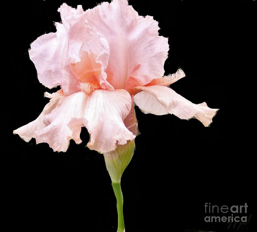 Wavy Pink Iris Photograph by Marsha Heiken