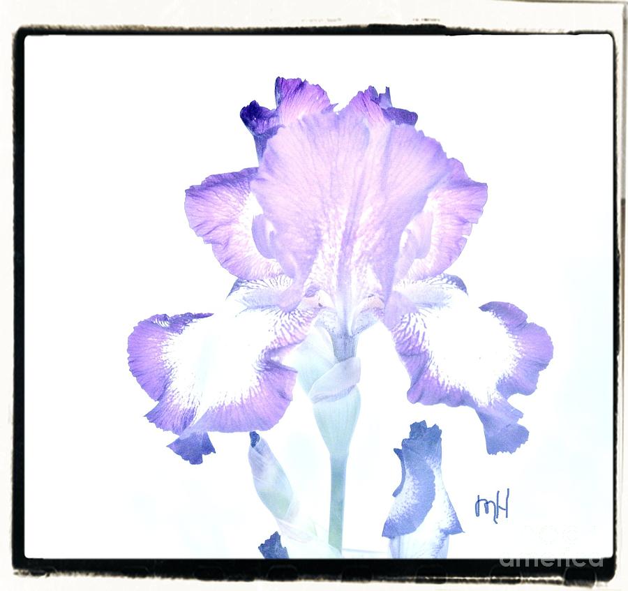 Wavy Purple and White Iris Digital Art by Marsha Heiken