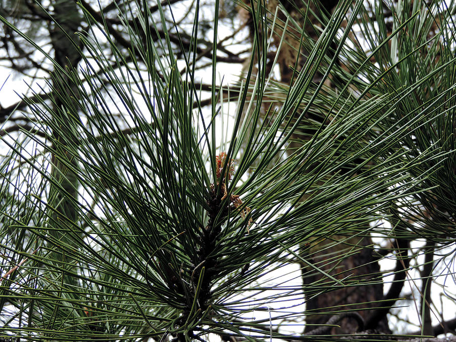 Wawona Pine Needles Photograph by Eric Forster