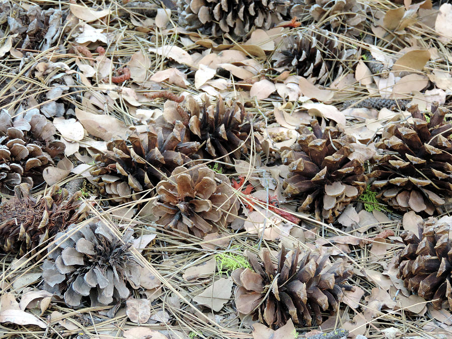 Wawona Pinecones Photograph by Eric Forster