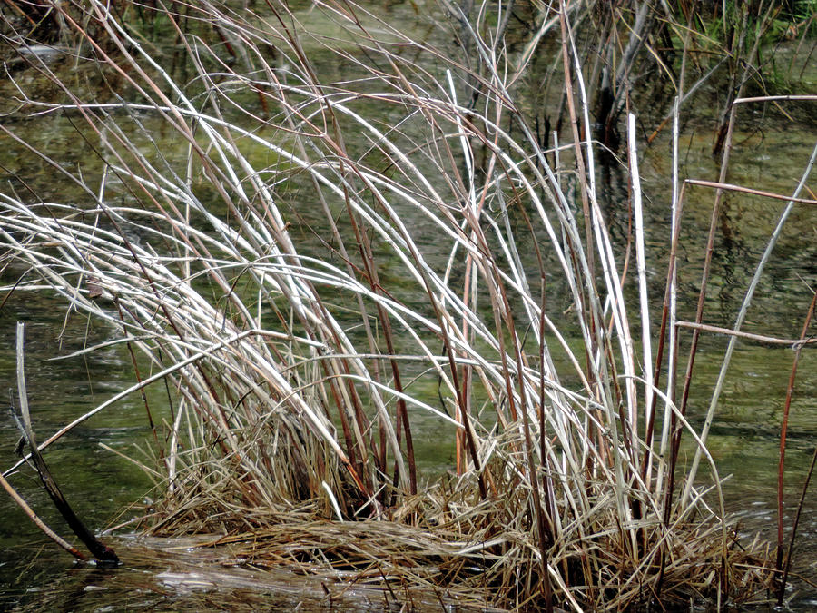 Wawona River Grass Photograph by Eric Forster