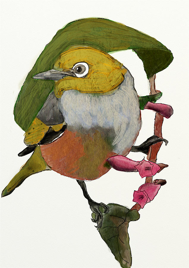 Waxeye by Brett Shand Waxeye by Brett Shand