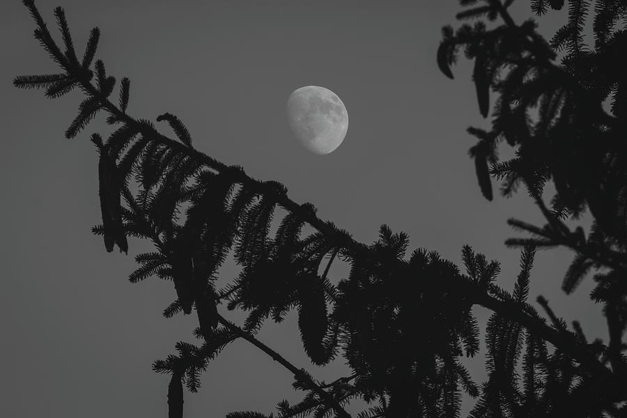 Waxing Gibbous Through The Evergreens Photograph by Andrew Pacheco
