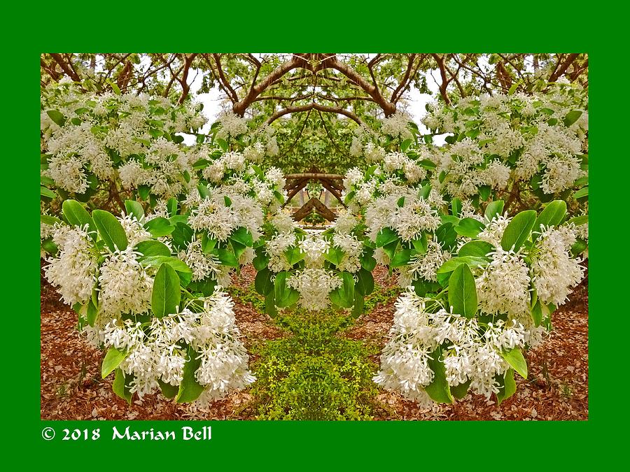 Flower Digital Art - Waxleaf Privet Blooms Abstract by Marian Bell